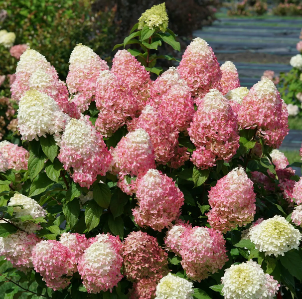 Гортензія волотиста &lsquo;Quick Fire Fab&rsquo; (Hydrangea paniculata &lsquo;Quick Fire Fab&rsquo;) C3 Quick Fire Fab фото