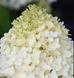 Гортензія волотиста &lsquo;Sugar Rush&rsquo;​ (Hydrangea paniculata &lsquo;Sugar Rush&rsquo;) C3 Sugar Rush фото 1