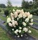 Гортензія волотиста &lsquo;Quick Fire Fab&rsquo; (Hydrangea paniculata &lsquo;Quick Fire Fab&rsquo;) C3 Quick Fire Fab фото 3