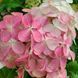 Гортензія волотиста &lsquo;Quick Fire Fab&rsquo; (Hydrangea paniculata &lsquo;Quick Fire Fab&rsquo;) C3 Quick Fire Fab фото 1