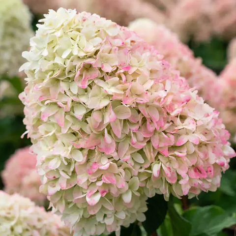 Гортензія волотиста &lsquo;Summer Love/ Candy Love&rsquo;​ (Hydrangea paniculata &lsquo;Summer Love/Candy Love&rsquo;) Summer Love фото
