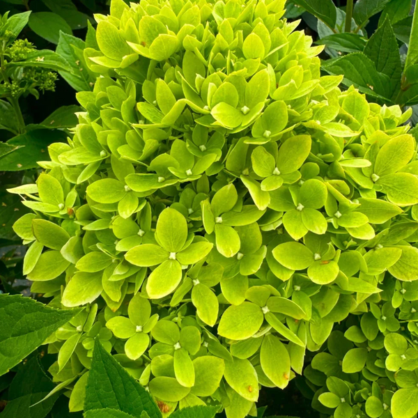Гортензія волотиста &lsquo;Bee Green&rsquo;​ (Hydrangea paniculata &lsquo;Bee Green&rsquo;) Bee Green фото