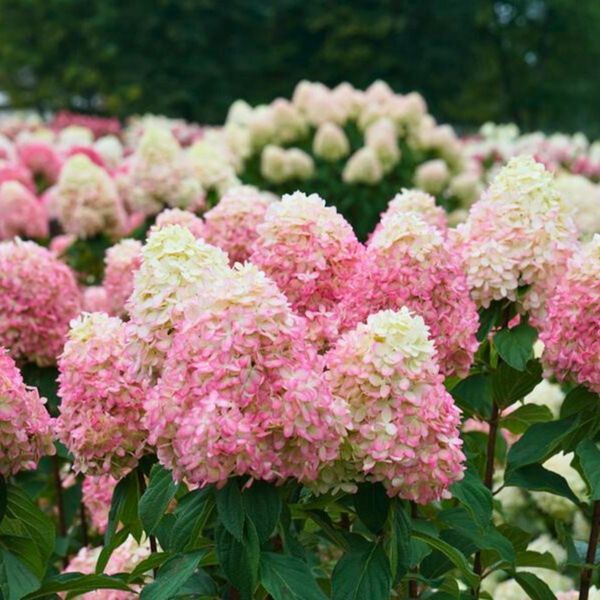 Гортензія волотиста &lsquo;Summer Love/ Candy Love&rsquo;​ (Hydrangea paniculata &lsquo;Summer Love/Candy Love&rsquo;) Summer Love фото