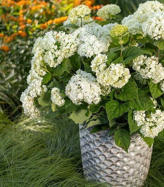 Гортензія деревоподібна ʼFlower WOWʼ (Hydrangea arborescens ʼFlower WOWʼ) Flower WOW фото