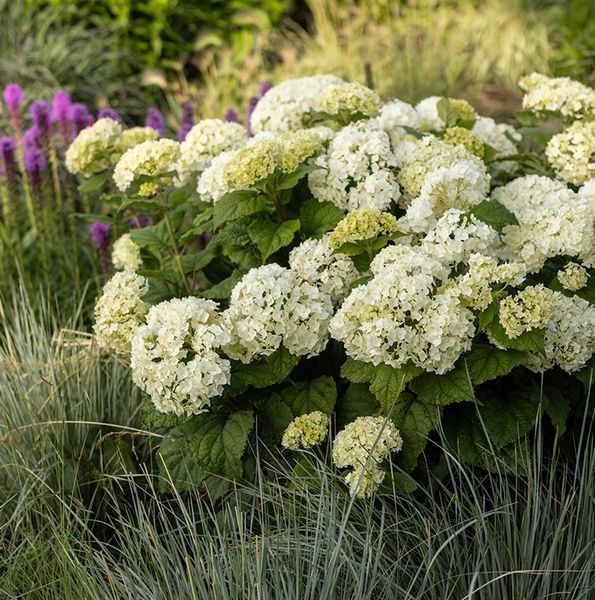 Гортензія деревоподібна ʼFlower WOWʼ (Hydrangea arborescens ʼFlower WOWʼ) Flower WOW фото