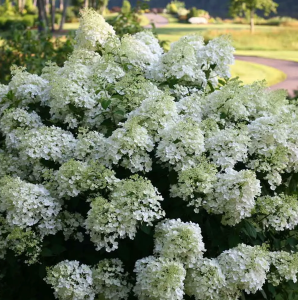 Гортензія волотиста &lsquo;Bobo&rsquo;​ (Hydrangea paniculata &lsquo;Bobo&rsquo;) Bobo фото