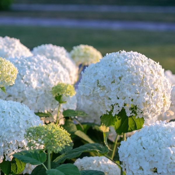 Гортензія деревоподібна ʼFlower WOWʼ (Hydrangea arborescens ʼFlower WOWʼ) Flower WOW фото