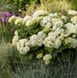 Гортензія деревоподібна ʼFlower WOWʼ (Hydrangea arborescens ʼFlower WOWʼ) Flower WOW фото 3