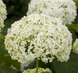 Гортензія деревоподібна ʼFlower WOWʼ (Hydrangea arborescens ʼFlower WOWʼ) Flower WOW фото 1