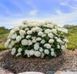 Гортензія деревоподібна ʼFlower WOWʼ (Hydrangea arborescens ʼFlower WOWʼ) Flower WOW фото 4