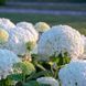 Гортензія деревоподібна ʼFlower WOWʼ (Hydrangea arborescens ʼFlower WOWʼ) Flower WOW фото 2