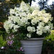 Гортензія волотиста &lsquo;Bobo&rsquo;​ (Hydrangea paniculata &lsquo;Bobo&rsquo;) Bobo фото 3
