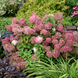 Гортензія волотиста &lsquo;Bobo&rsquo;​ (Hydrangea paniculata &lsquo;Bobo&rsquo;) Bobo фото 4