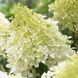 Гортензія волотиста &lsquo;Bobo&rsquo;​ (Hydrangea paniculata &lsquo;Bobo&rsquo;) Bobo фото 1