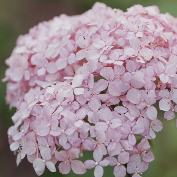 Гортензія деревоподібна БаблГам (​​Hydrangea arborescens &lsquo;Candybelle Bubblegum&rsquo;) Bubblegum фото