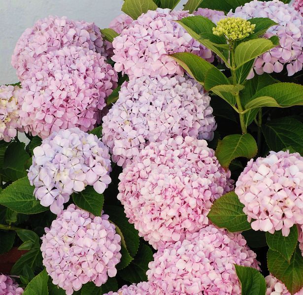 Гортензія деревоподібна БаблГам (​​Hydrangea arborescens &lsquo;Candybelle Bubblegum&rsquo;) Bubblegum фото