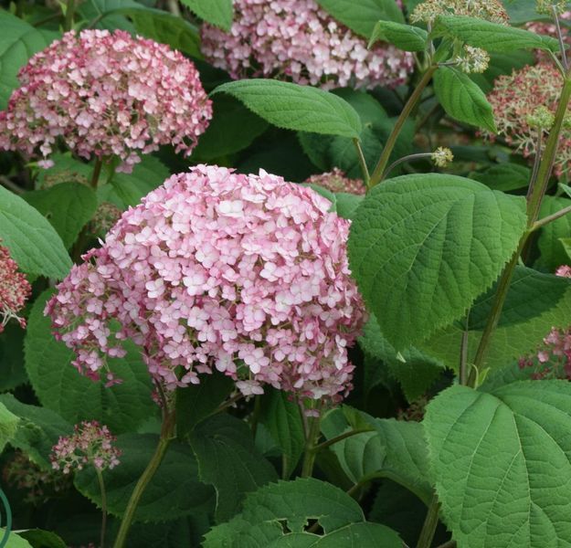 Гортензія деревоподібна БаблГам (​​Hydrangea arborescens &lsquo;Candybelle Bubblegum&rsquo;) Bubblegum фото