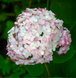 Гортензія деревоподібна БаблГам (​​Hydrangea arborescens &lsquo;Candybelle Bubblegum&rsquo;) Bubblegum фото 1