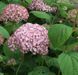 Гортензія деревоподібна БаблГам (​​Hydrangea arborescens &lsquo;Candybelle Bubblegum&rsquo;) Bubblegum фото 2