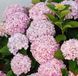 Гортензія деревоподібна БаблГам (​​Hydrangea arborescens &lsquo;Candybelle Bubblegum&rsquo;) Bubblegum фото 4