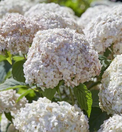 Гортензія деревоподібна &lsquo;Candybelle Marshmallow&rsquo; (Hydrangea arborescens &lsquo;Candybelle Marshmallow&rsquo;) Marshmallow фото