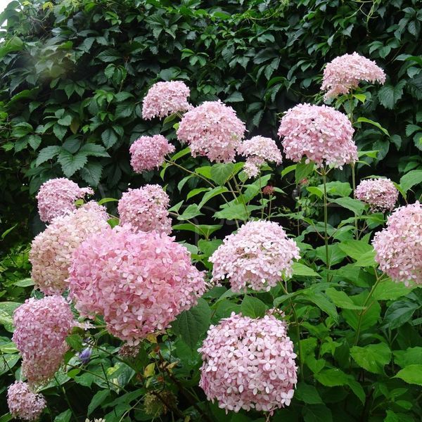 Гортензія деревоподібна &lsquo;Candybelle Marshmallow&rsquo; (Hydrangea arborescens &lsquo;Candybelle Marshmallow&rsquo;) Marshmallow фото