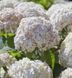 Гортензія деревоподібна &lsquo;Candybelle Marshmallow&rsquo; (Hydrangea arborescens &lsquo;Candybelle Marshmallow&rsquo;) Marshmallow фото 1