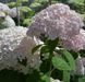 Гортензія деревоподібна &lsquo;Candybelle Marshmallow&rsquo; (Hydrangea arborescens &lsquo;Candybelle Marshmallow&rsquo;) Marshmallow фото 2