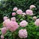 Гортензія деревоподібна &lsquo;Candybelle Marshmallow&rsquo; (Hydrangea arborescens &lsquo;Candybelle Marshmallow&rsquo;) Marshmallow фото 3