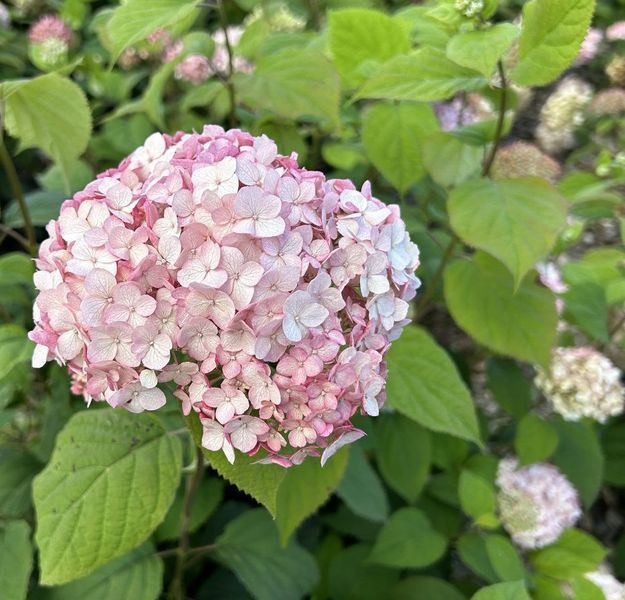 Гортензія деревоподібна &lsquo;Candybelle Marshmallow&rsquo; (Hydrangea arborescens &lsquo;Candybelle Marshmallow&rsquo;) Marshmallow фото