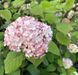 Гортензія деревоподібна &lsquo;Candybelle Marshmallow&rsquo; (Hydrangea arborescens &lsquo;Candybelle Marshmallow&rsquo;) Marshmallow фото 4