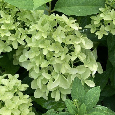 Гортензія волотиста 'Limelight Prime' (Hydrangea paniculata 'Limelight Prime')​ Limelight Prime фото