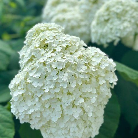 Гортензія деревоподібна &lsquo;Strong Annabelle&rsquo; (Hydrangea arborescens &lsquo;Strong Annabelleʼ) Strong Annabelle фото