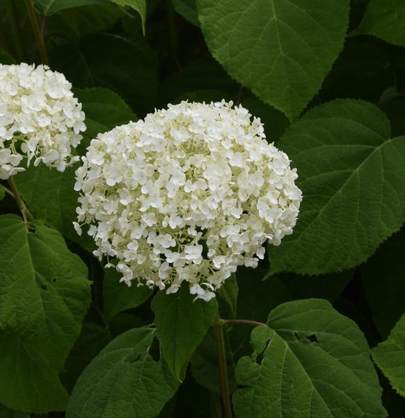 Гортензія деревоподібна &lsquo;Strong Annabelle&rsquo; (Hydrangea arborescens &lsquo;Strong Annabelleʼ) Strong Annabelle фото
