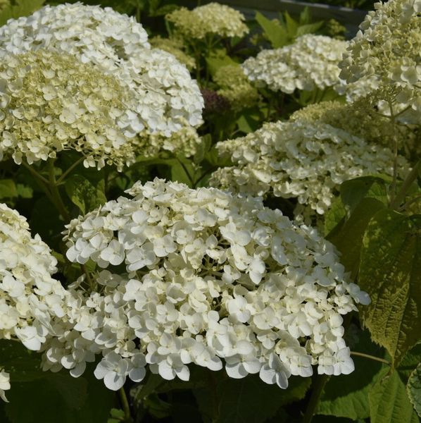 Гортензія деревоподібна &lsquo;Strong Annabelle&rsquo; (Hydrangea arborescens &lsquo;Strong Annabelleʼ) Strong Annabelle фото