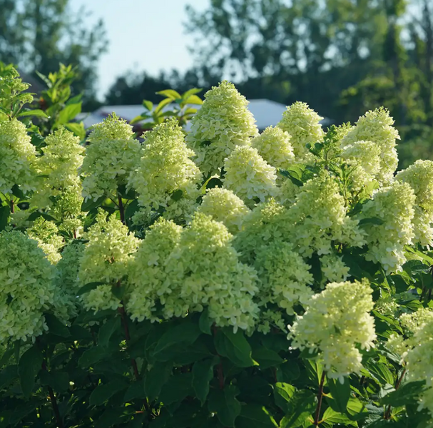 Гортензія волотиста 'Limelight Prime' (Hydrangea paniculata 'Limelight Prime')​ Limelight Prime фото