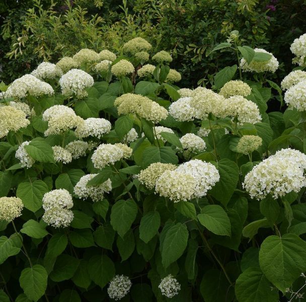 Гортензія деревоподібна &lsquo;Strong Annabelle&rsquo; (Hydrangea arborescens &lsquo;Strong Annabelleʼ) Strong Annabelle фото