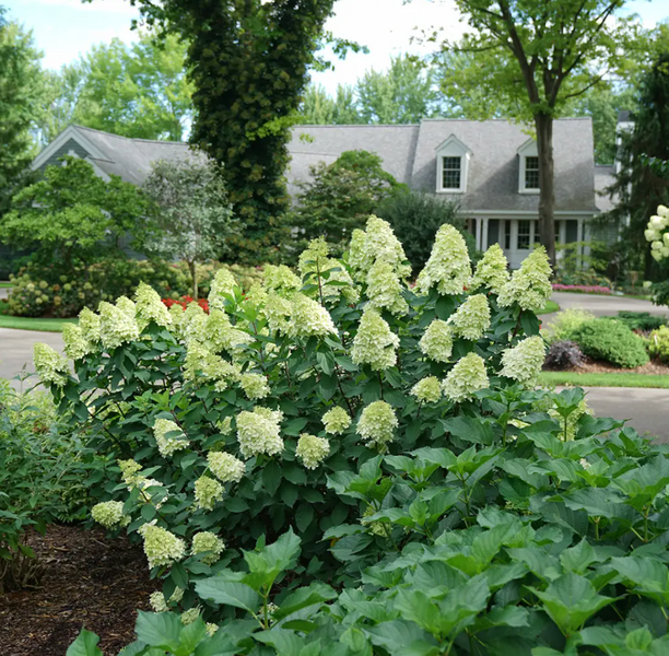 Гортензія волотиста 'Limelight Prime' (Hydrangea paniculata 'Limelight Prime')​ Limelight Prime фото