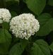 Гортензія деревоподібна &lsquo;Strong Annabelle&rsquo; (Hydrangea arborescens &lsquo;Strong Annabelleʼ) Strong Annabelle фото 2