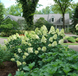 Гортензія волотиста 'Limelight Prime' (Hydrangea paniculata 'Limelight Prime')​ Limelight Prime фото 3