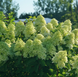 Гортензія волотиста 'Limelight Prime' (Hydrangea paniculata 'Limelight Prime')​ Limelight Prime фото 2