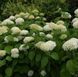 Гортензія деревоподібна &lsquo;Strong Annabelle&rsquo; (Hydrangea arborescens &lsquo;Strong Annabelleʼ) Strong Annabelle фото 3