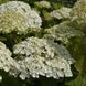 Гортензія деревоподібна &lsquo;Strong Annabelle&rsquo; (Hydrangea arborescens &lsquo;Strong Annabelleʼ) Strong Annabelle фото 4