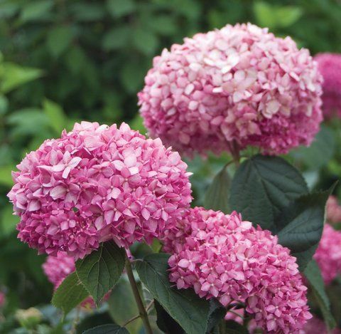 Гортензія деревовидна 'Pink Annabelle'​ (Hydrangea arborescens 'Pink Annabelleʼ) Pink Annabelle фото
