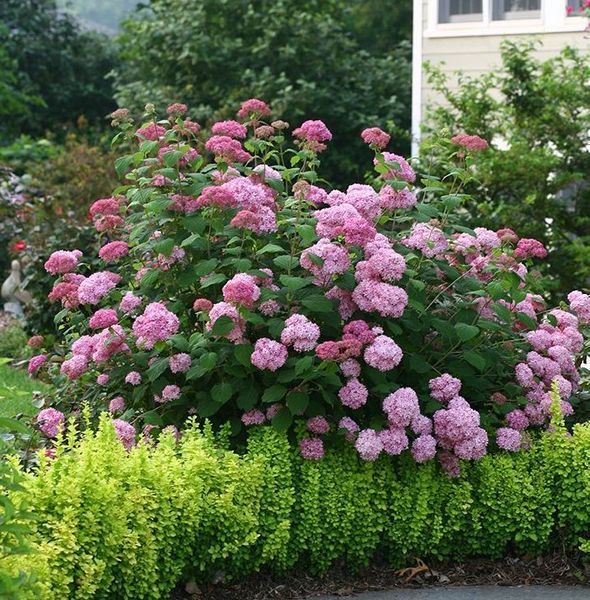 Гортензія деревовидна 'Pink Annabelle'​ (Hydrangea arborescens 'Pink Annabelleʼ) Pink Annabelle фото