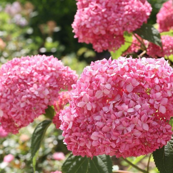 Гортензія деревовидна 'Pink Annabelle'​ (Hydrangea arborescens 'Pink Annabelleʼ) Pink Annabelle фото