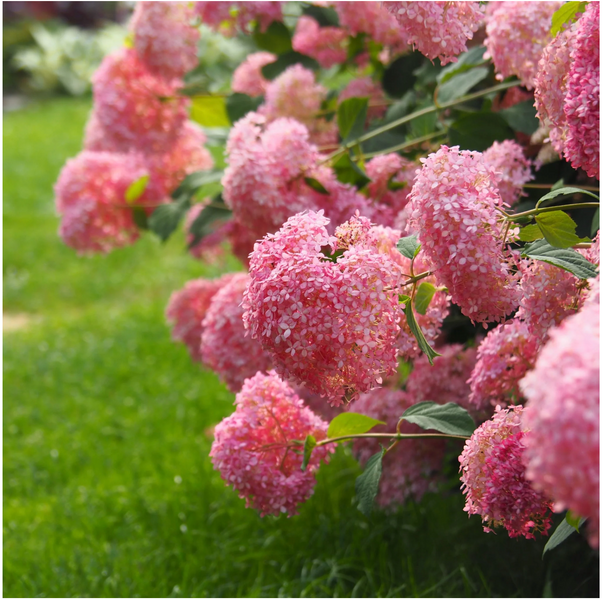 Гортензія деревовидна 'Pink Annabelle'​ (Hydrangea arborescens 'Pink Annabelleʼ) Pink Annabelle фото