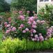 Гортензія деревовидна 'Pink Annabelle'​ (Hydrangea arborescens 'Pink Annabelleʼ) Pink Annabelle фото 3