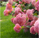 Гортензія деревовидна 'Pink Annabelle'​ (Hydrangea arborescens 'Pink Annabelleʼ) Pink Annabelle фото 2