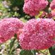 Гортензія деревовидна 'Pink Annabelle'​ (Hydrangea arborescens 'Pink Annabelleʼ) Pink Annabelle фото 4